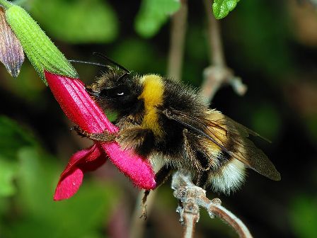 Economic Life Among Bumblebees